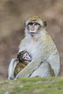 Old World Monkeys In Captivity Drucke: Barbary Macaque -Macaca sylvanus
