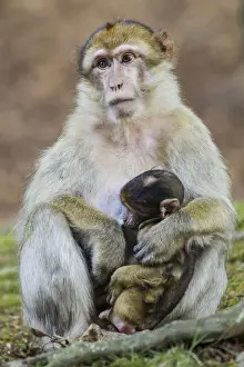 Motherly Love In Animals Drucke: Barbary Macaque -Macaca sylvanus