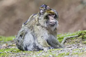 Captive Primate Drucke: Barbary Macaque -Macaca sylvanus