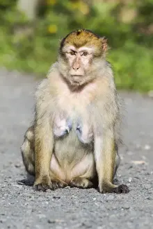 Captive Primate Photography Drucke: Barbary Macaque -Macaca sylvanus-, adult, captive, Rhineland-Palatinate, Germany