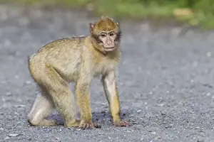 Captive Primate Drucke: Barbary Macaque -Macaca sylvanus-, adult, captive, Rhineland-Palatinate, Germany