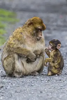 Barbary Macaque -Macaca sylvanus