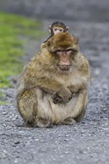 Old World Monkey Portrait Drucke: Barbary Macaque -Macaca sylvanus