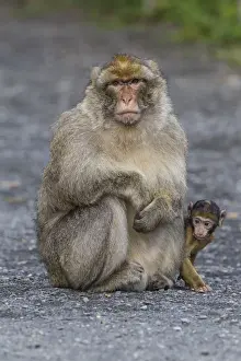Rhineland Palatinate Animals Drucke: Barbary Macaque -Macaca sylvanus