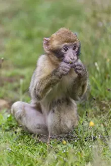 Animals In Captivity Photos Drucke: Barbary Macaque -Macaca sylvanus-, young, captive, Rhineland-Palatinate, Germany