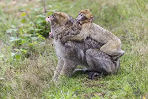 Endangered Primate Conservation Drucke: Barbary Macaque -Macaca sylvanus-, adult and young, captive, Rhineland-Palatinate, Germany