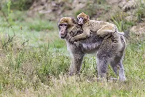 Captive Monkey Photos Drucke: Barbary Macaque -Macaca sylvanus-, adult and young, captive, Rhineland-Palatinate, Germany