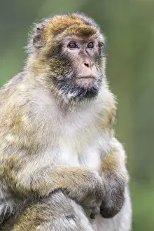 Cercopithecidae Family Photos Drucke: Barbary Macaque -Macaca sylvanus-, adult, captive, Rhineland-Palatinate, Germany