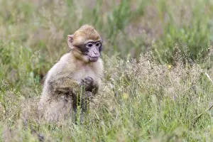 Animals In Captivity Photos Drucke: Barbary Macaque -Macaca sylvanus-, young animal, captive, Rhineland-Palatinate, Germany