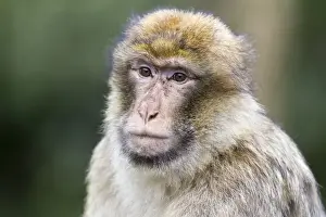 Cercopithecidae Family Photos Drucke: Barbary Macaque -Macaca sylvanus-, adult, captive, Rhineland-Palatinate, Germany
