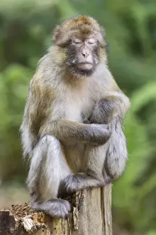 Cercopithecidae Family Photos Drucke: Barbary Macaque -Macaca sylvanus-, captive
