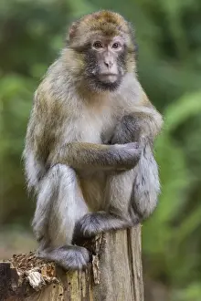 Old World Primates Drucke: Barbary Macaque -Macaca sylvanus-, captive