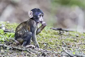 Captive Primate Photography Drucke: Barbary Macaque -Macaca sylvanus-, infant, captive
