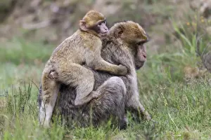 Old World Monkey Species Drucke: Barbary Macaques -Macaca sylvanus