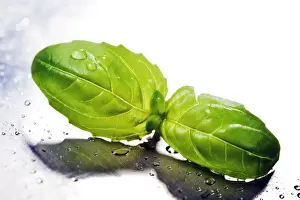 Fresh Basil Leaves Drucke: Basil leaves