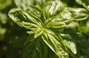 Basil Plant Drucke: Basil -Ocimum basilicum-