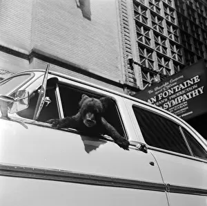 Wildlife Photography Vintage Drucke: Bear In Car