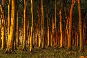 Atmospheric Nature Photography Drucke: Beech forest in evening light, ghost forest
