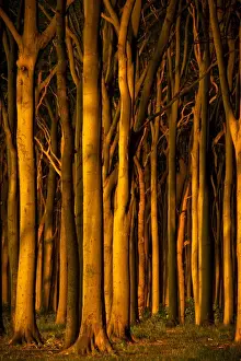 Ghost Forest Germany Drucke: Beech forest in evening light, ghost forest
