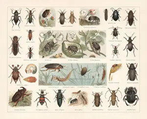 Käfer, Chromolithografie, veröffentlicht im Jahr 1897
