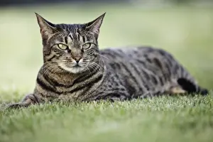 Der Bengalkatze liegt im Garten