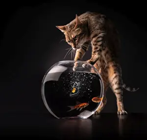 Drucke von Ein Bengalkat probiert die Hand an, Goldfische im Wasser mit einer Mäusefall zu fangen, der in einem Topf steht Fischerei Katze Drucke: Ein besseres Fischfangsystem?