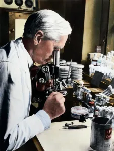 Penicillin Discovery Drucke: Alexander Fleming at Microscope