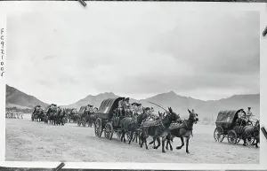 Honolulu Hawaii Drucke: Carriages Being Pulled by Mules