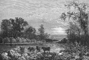 Vintage American Landscapes Drucke: Cattle in Stream