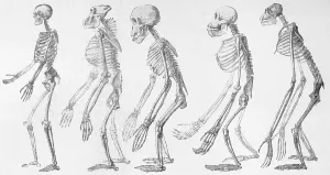 Natural Science Illustration Drucke: Chart Showing Human Evolution