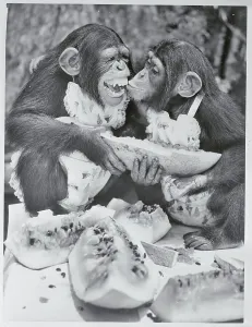 Vintage Animal Photos Drucke: Chimpanzees Kissing