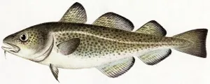Fish Species Illustrations Drucke: Cod Fish