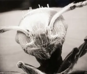 Scanning Electron Microscope Images Drucke: Electron Microscope View of Ant