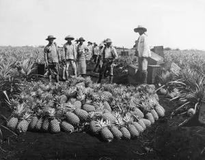 Agricultural Field Photos Drucke: Farm Workers Beside Pineapple Stack