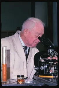 Nobel Prize Medicine Drucke: Francis Peyton Looking Through Microscope