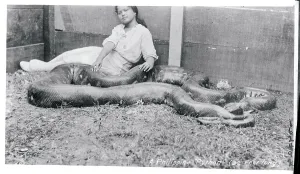 Philippine Wildlife Drucke: Girl Relaxing with a Python
