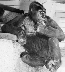 Rodin Sculpture Drucke: Gorilla