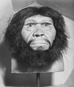 CB1 Artwork Collection Drucke: Head of Java Man