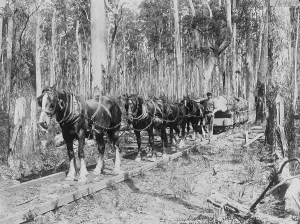 Raw Material Extraction Drucke: Horses Pulling Logs