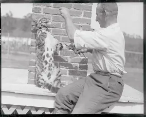 Unique Animal Encounters Drucke: Leopard on Leash