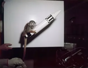 Outer Space Research Drucke: Monkey Being Trained For Space Flight