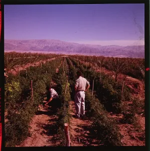 Israel Landscape Photography Drucke: People Working in the Fields