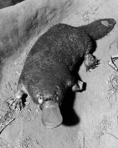 Eastern Australia Wildlife Drucke: Platypus