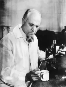 Professor Herbert Evans am Mikroskop.