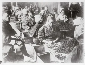 Agriculture Photography Drucke: Sorting Red Peppers