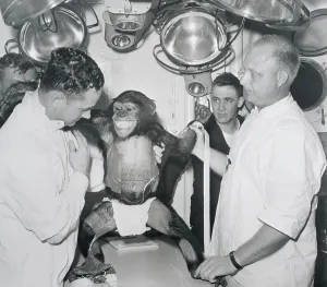 Vintage Science Photography Drucke: Space Physicians With Experimental Monkey