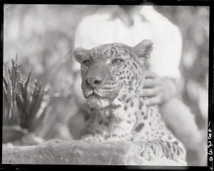 California Wildlife Images Drucke: Spotted Leopard