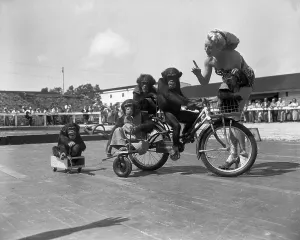 Vintage Circus Images Drucke: Spring Training for the Circus