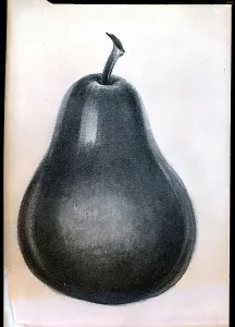 Fruit Still Life Art Drucke: Study Of Pear
