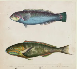 Bettmann Archive Collection Drucke: Two Types of Fish